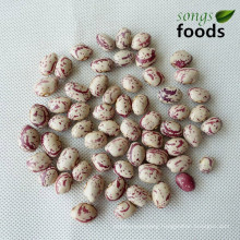 2014 Crop Chinese Xinjiang Origin Light Speckled Kidney Beans